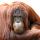 Illustration for article titled Orangutans Join the iPad Generation